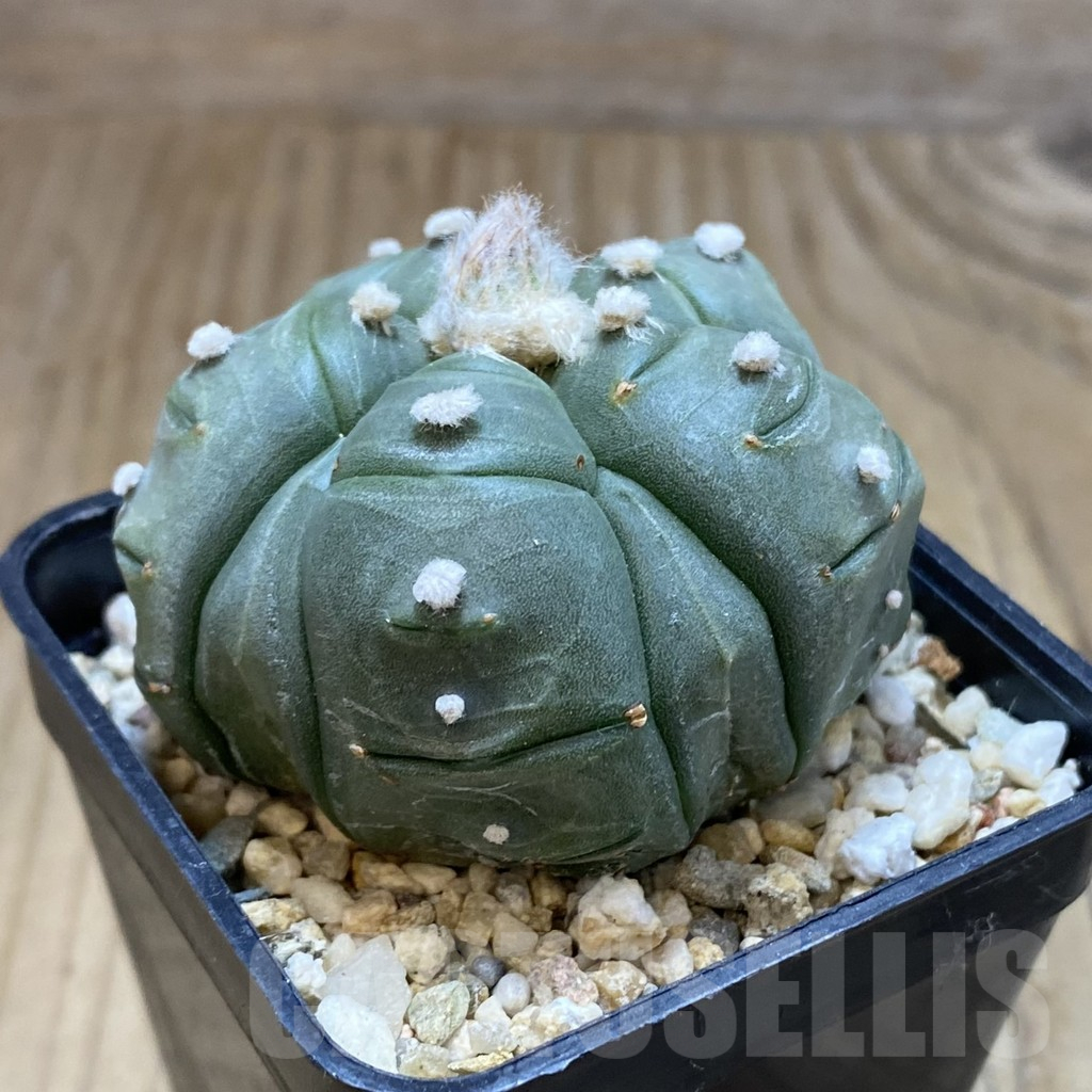 SH1635 Astrophytum asterias ‘Kikko’ 5-ribs - 画像 (2)