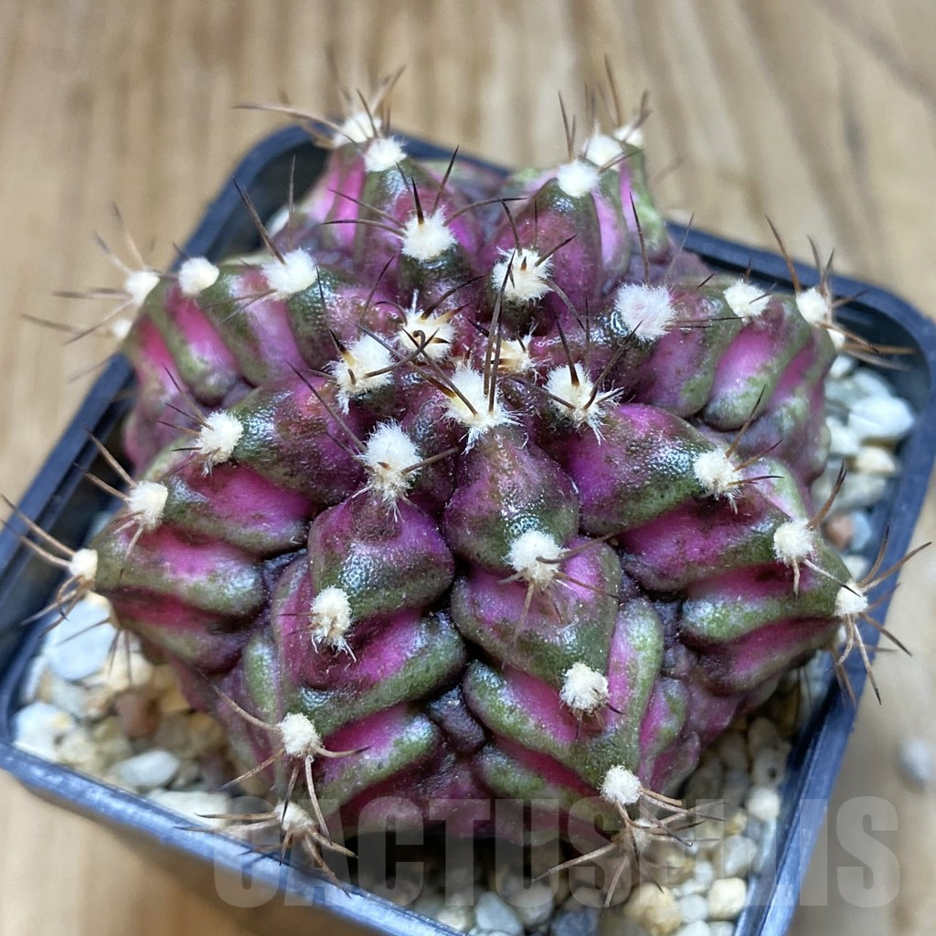 SH1663 Gymnocalycium mihanovichii ‘T-Lux’