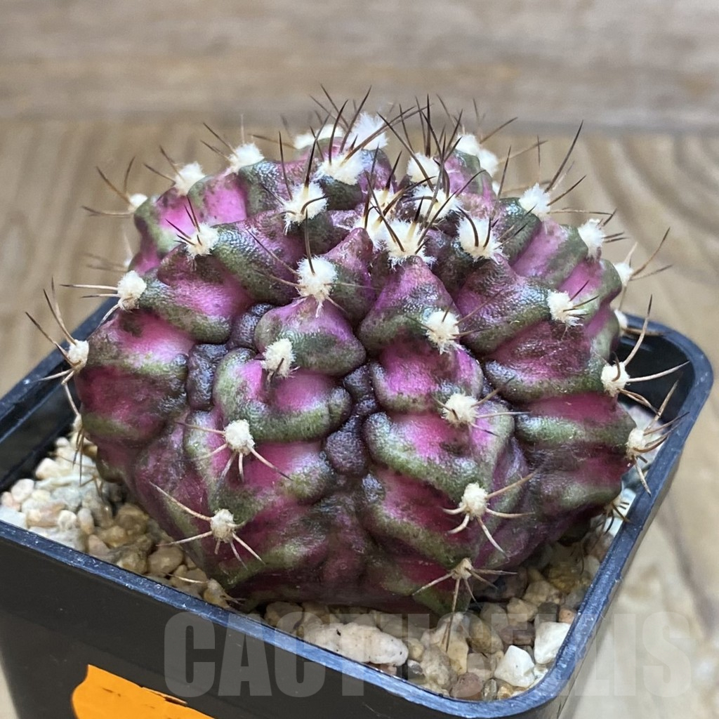 SH1663 Gymnocalycium mihanovichii ‘T-Lux’ - 画像 (2)