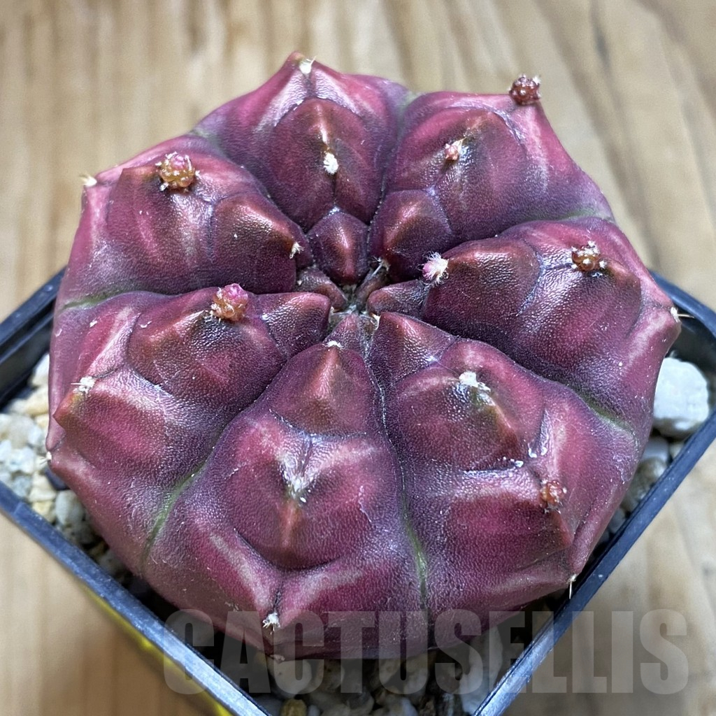 SH2033 Gymnocalycium mihanovichii ‘Day Dream’, seedling