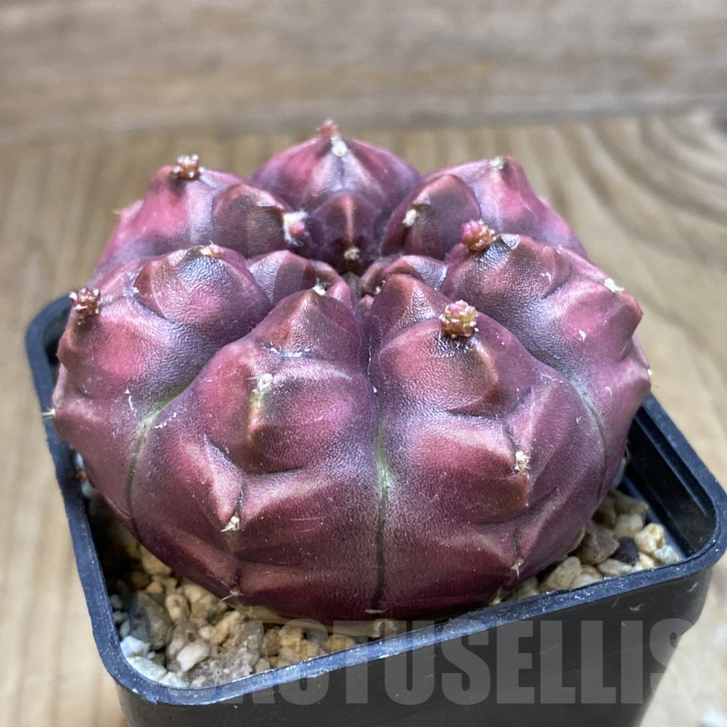 SH2033 Gymnocalycium mihanovichii ‘Day Dream’, seedling - Image 2