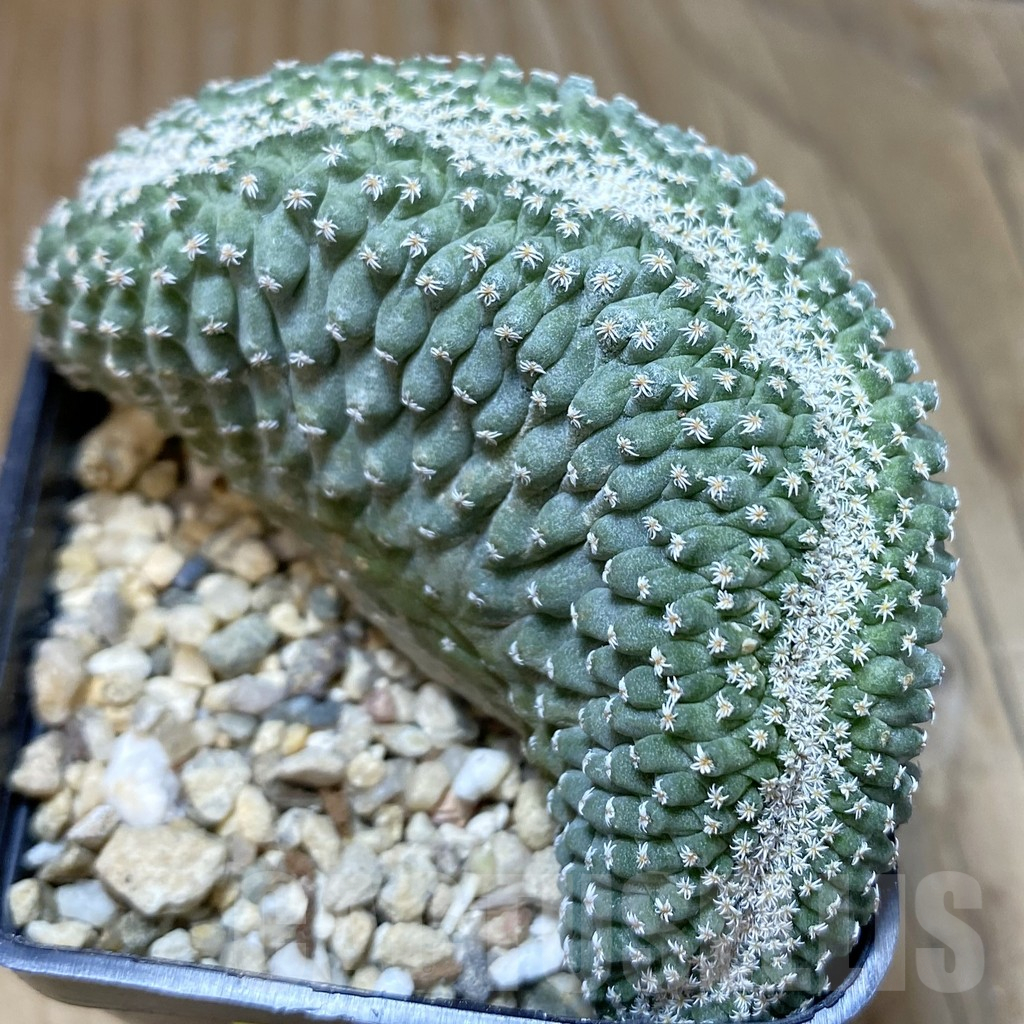 SH2061 Strombocactus disciformis f. cristata, own roots