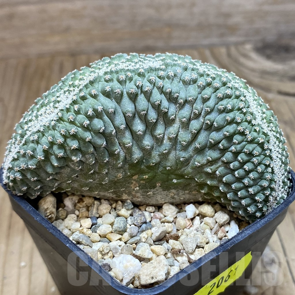 SH2061 Strombocactus disciformis f. cristata, own roots - Image 2