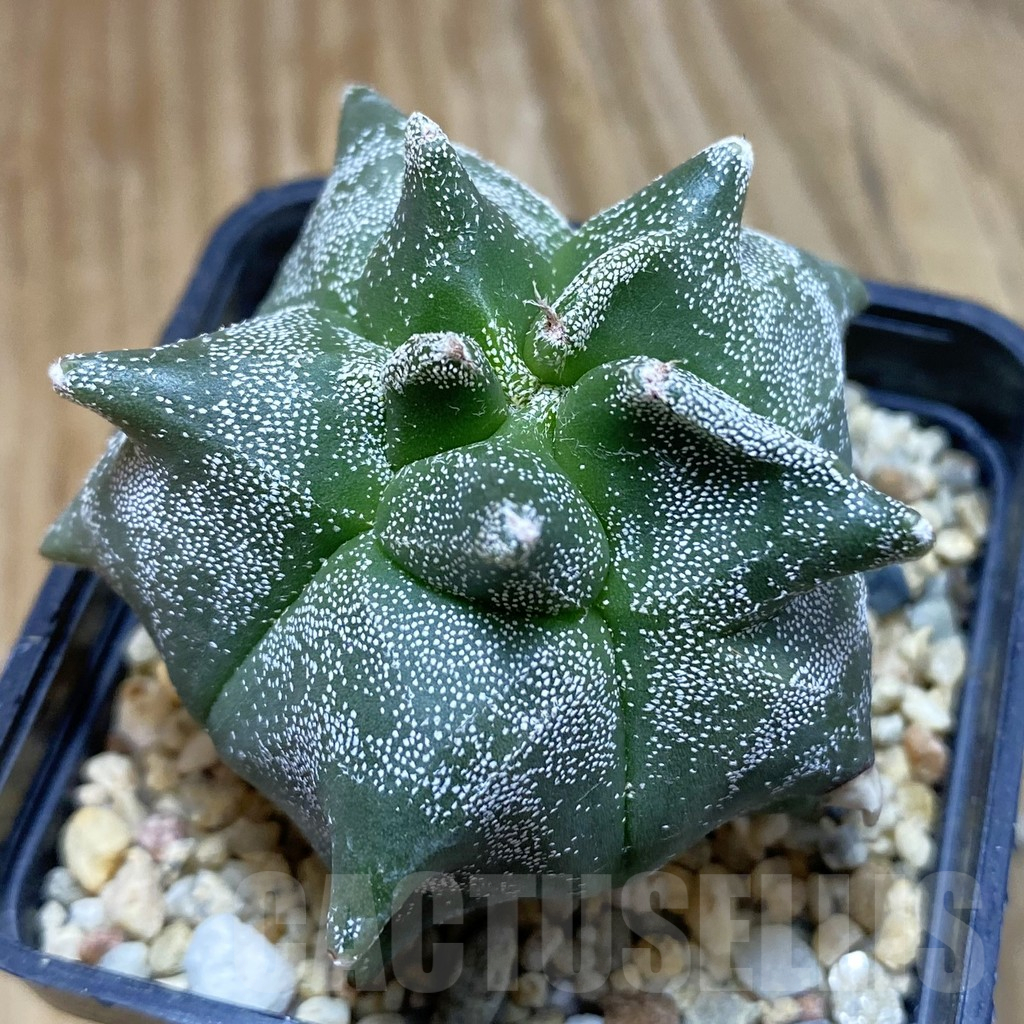 SH2088 Astrophytum myriostigma ‘Kikko’, seedling