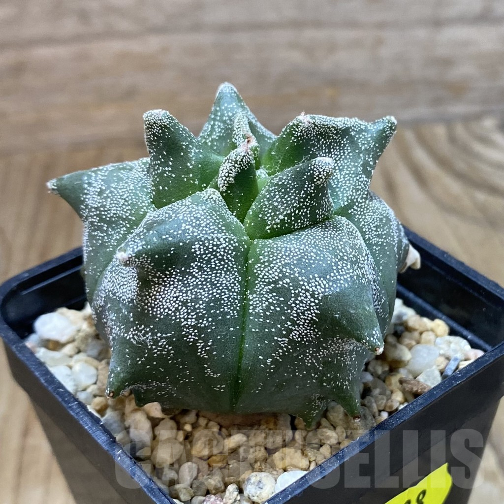 SH2088 Astrophytum myriostigma ‘Kikko’, seedling - Imagen 2