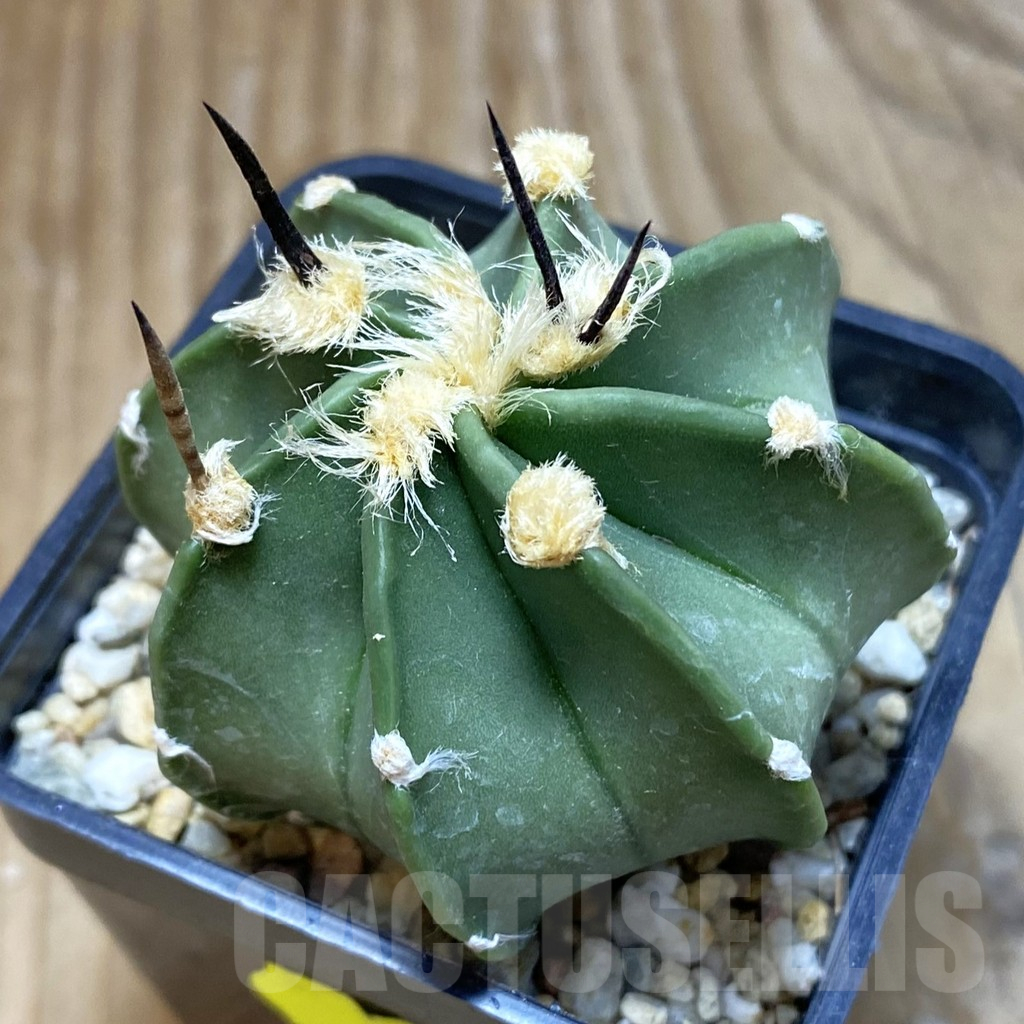 SH2090 Astrophytum crassispinum ‘Taiho’ hybrid
