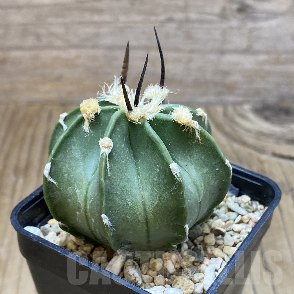 SH2090 Astrophytum crassispinum ‘Taiho’ hybrid – Image 2