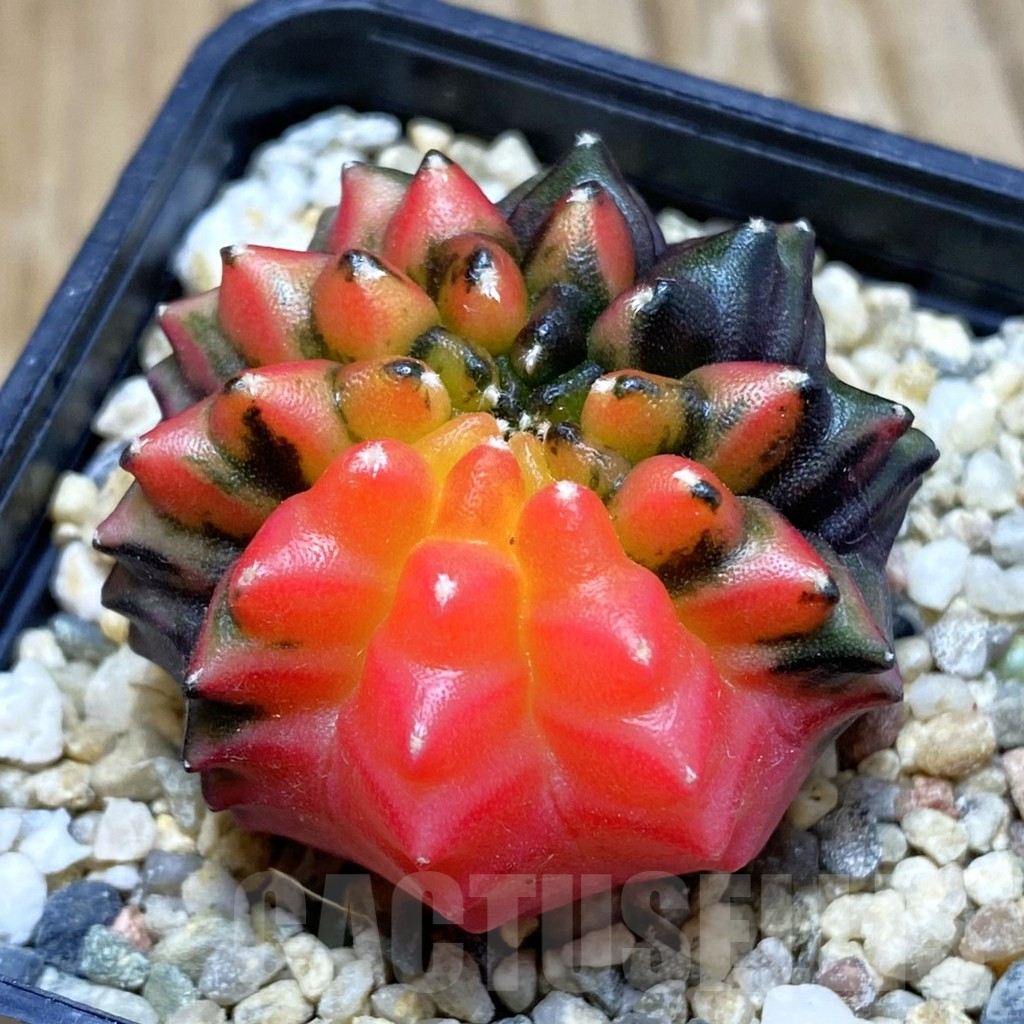 SH2105 Gymnocalycium mihanovichii ‘inermis’ f. variegata, seedling