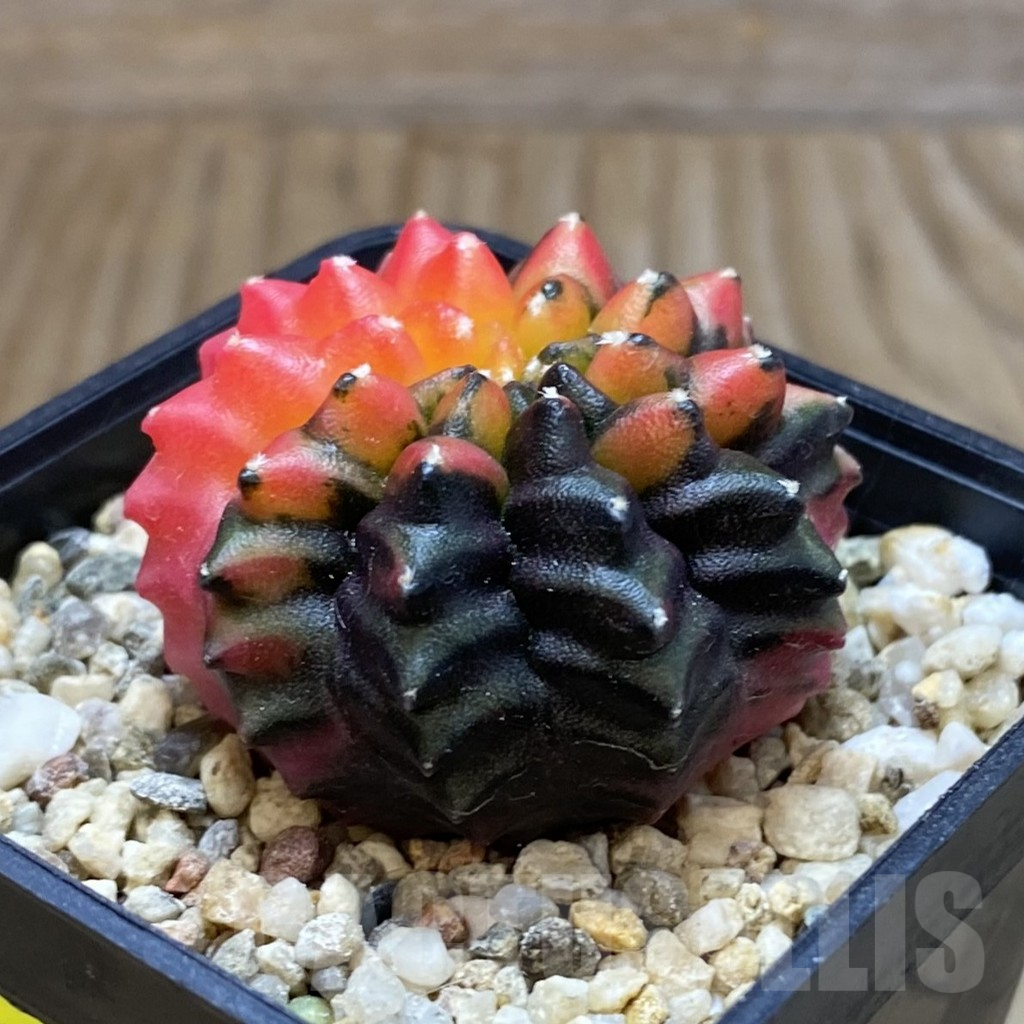 SH2105 Gymnocalycium mihanovichii ‘inermis’ f. variegata, seedling - Image 2