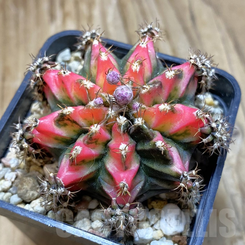 SH2196 Gymnocalycium mihanovichii 'Multicolor'