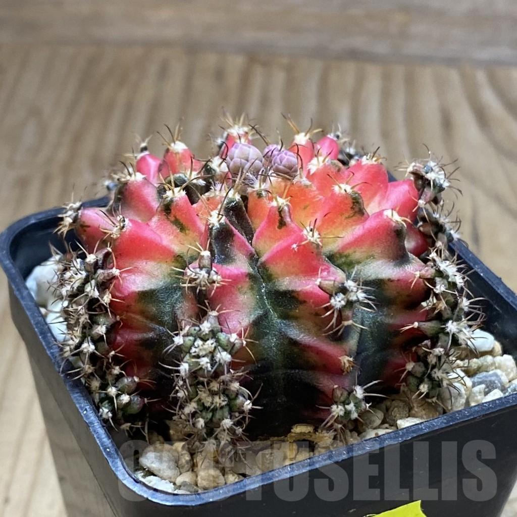 SH2196 Gymnocalycium mihanovichii 'Multicolor' - immagine 2