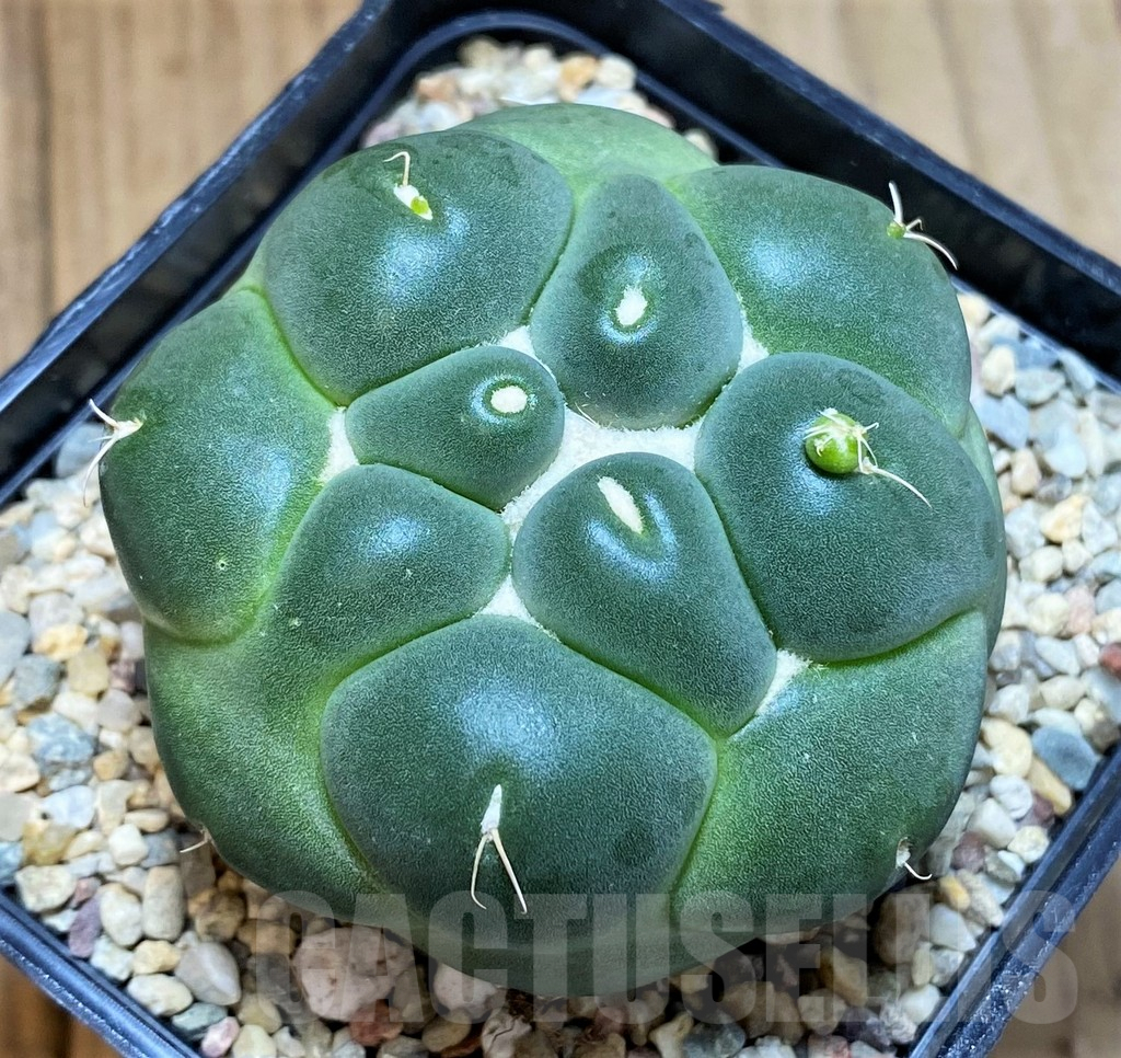 SH1549 Coryphantha elephantidens ‘inermis’