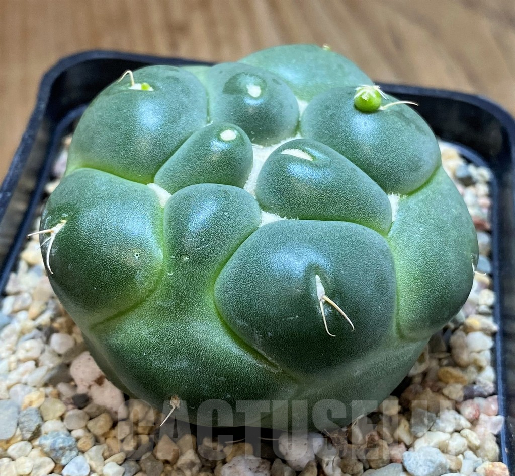 SH1549 Coryphantha elephantidens ‘inermis’ - Image 2