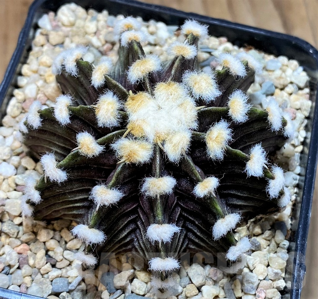 SH1550 Gymnocalycium friedrichii VOS1211, select form