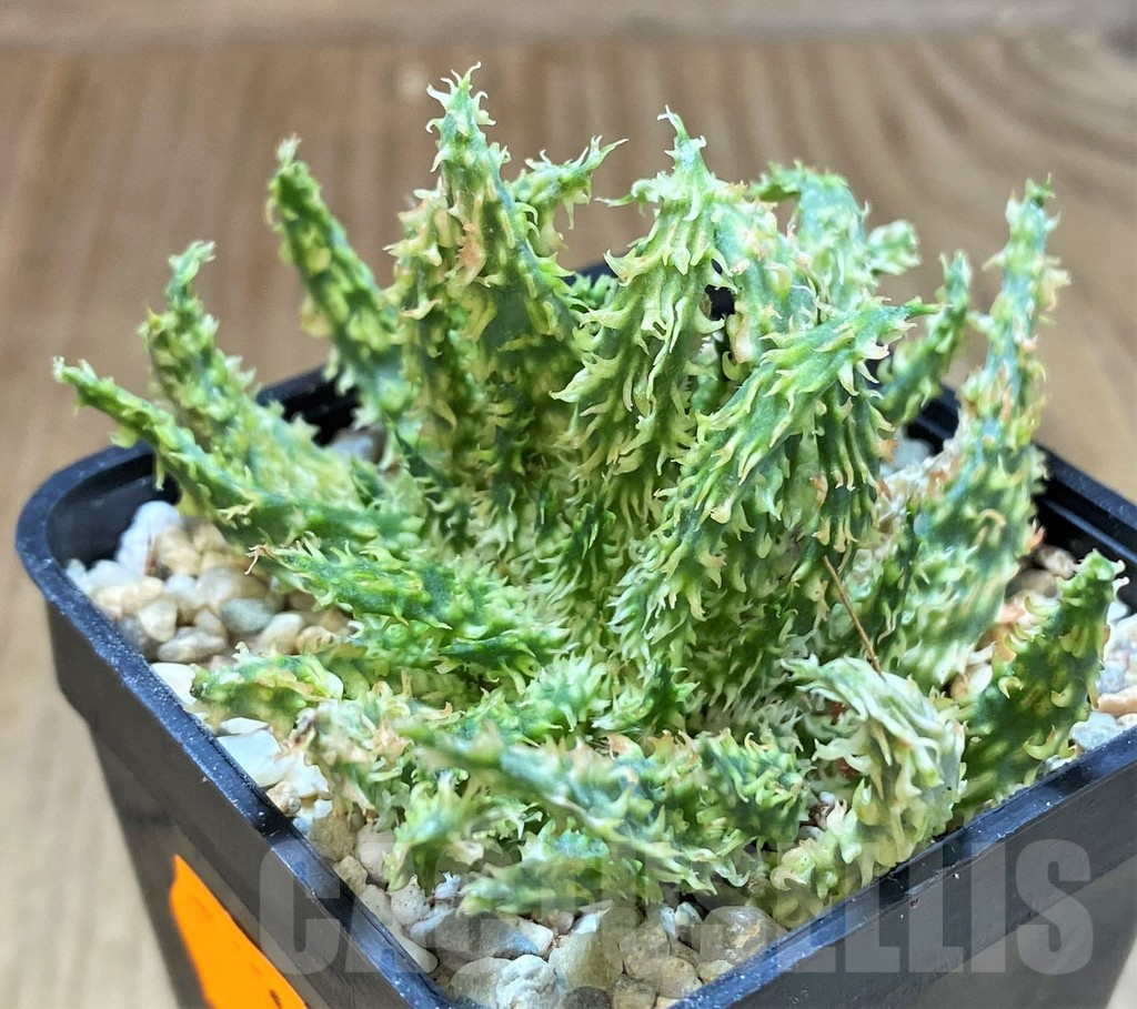 SH1551 Aloe hybrid f. cristata - Image 3