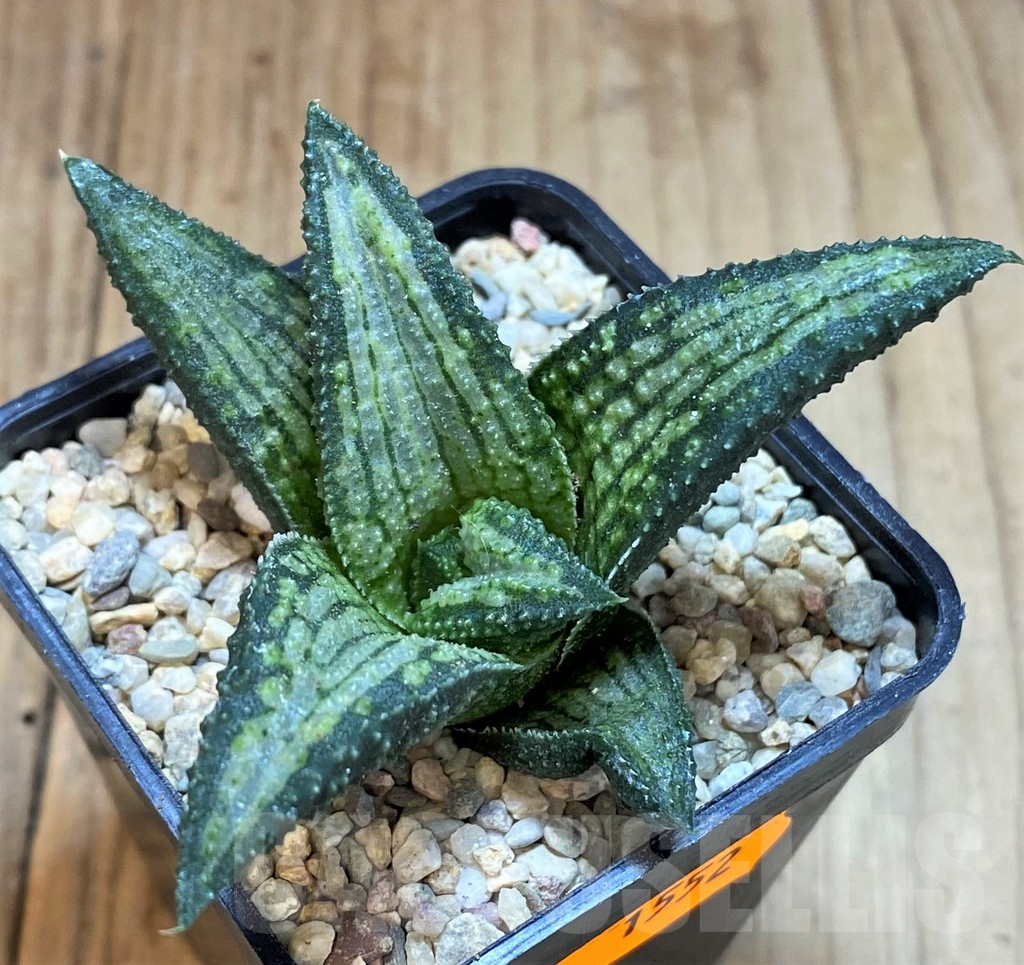 SH1552 Haworthia koelmaniorum Thai hybrid - Image 2