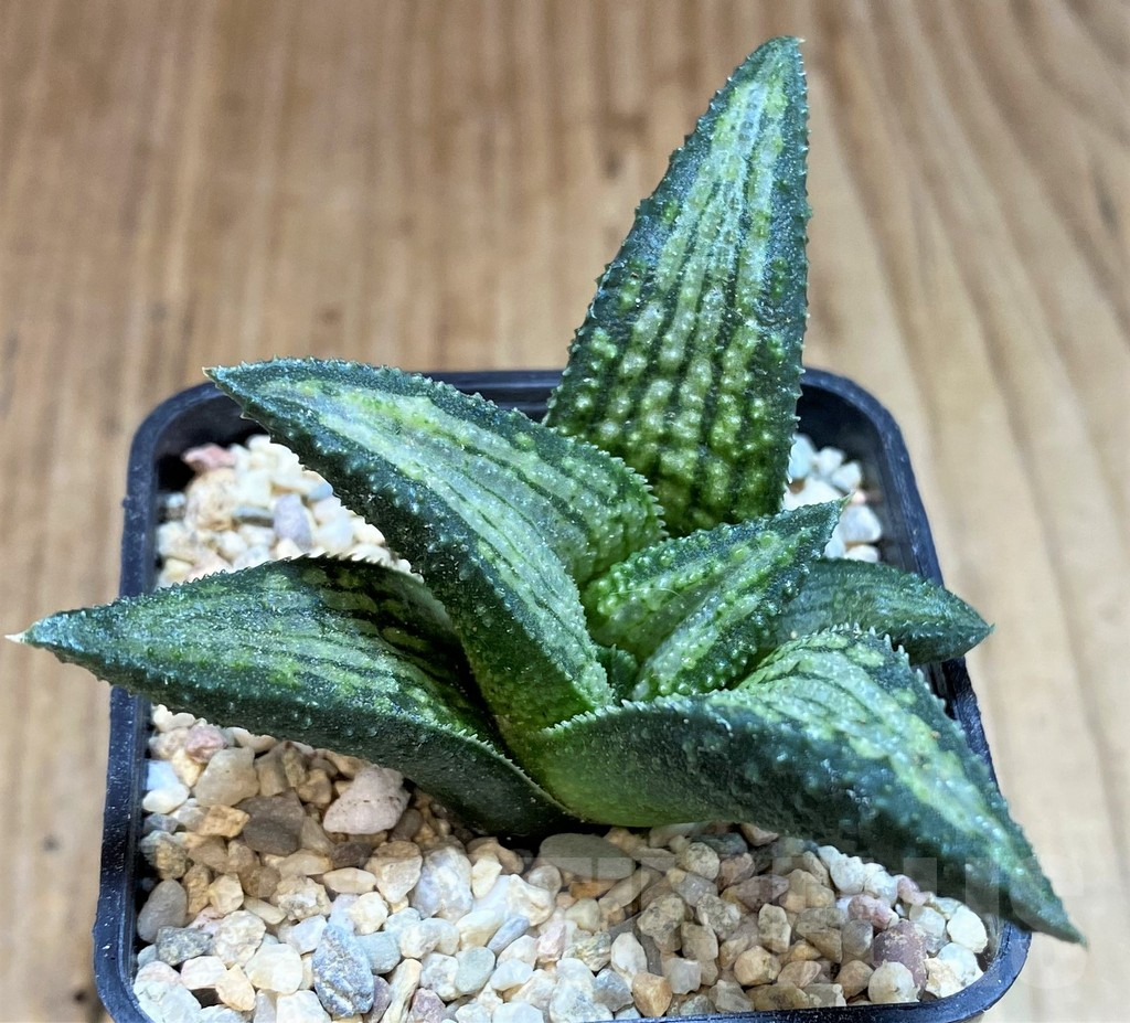 SH1552 Haworthia koelmaniorum Thai hybrid