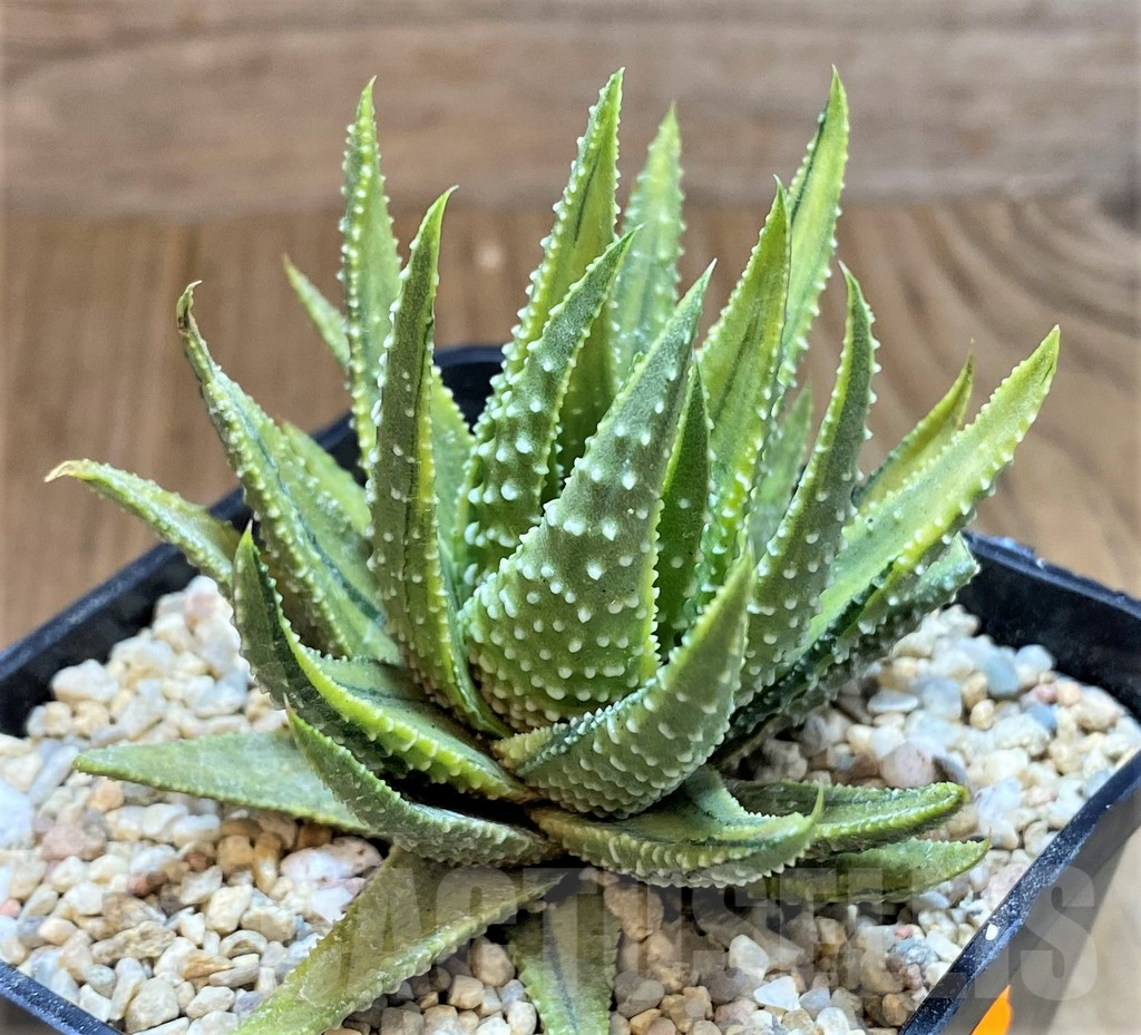 SH1554 Haworthia pumila f. variegata - Image 2