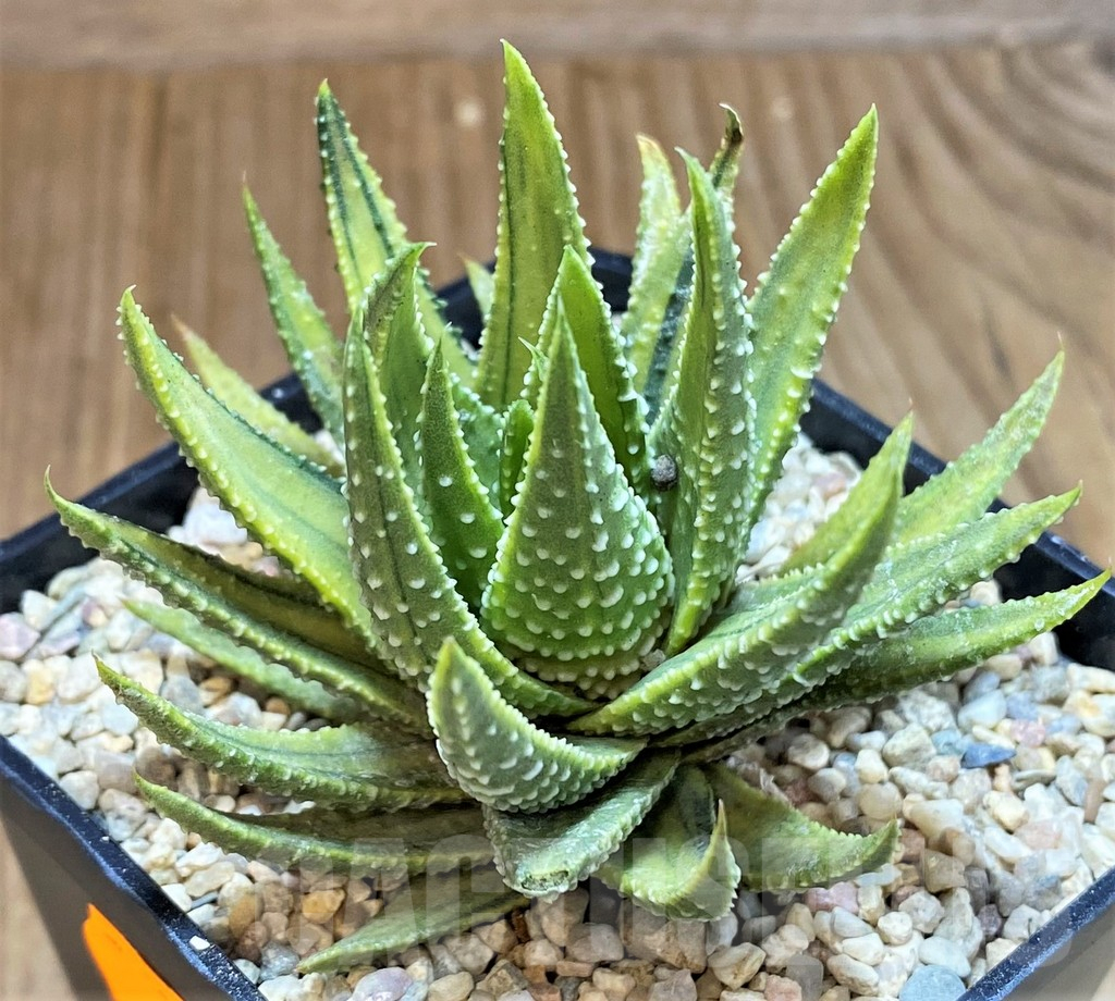 SH1554 Haworthia pumila f. variegata