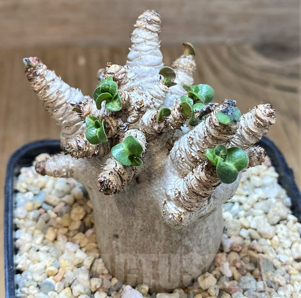 SH1556 Adenium arabicum hybrid - Image 2