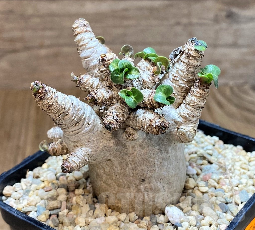 SH1556 Adenium arabicum hybrid