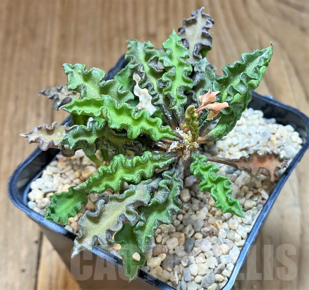 SH1559 Euphorbia decaryi v. spirosticha