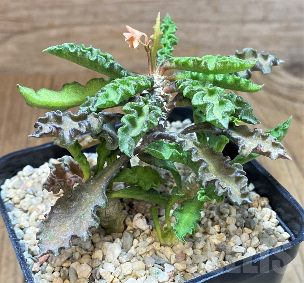 SH1559 Euphorbia decaryi v. spirosticha - Imagen 2