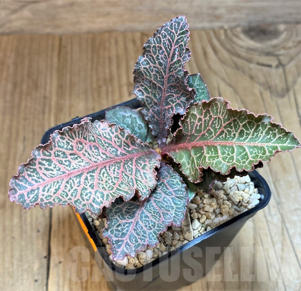 SH1561 Euphorbia francoisii hybrid