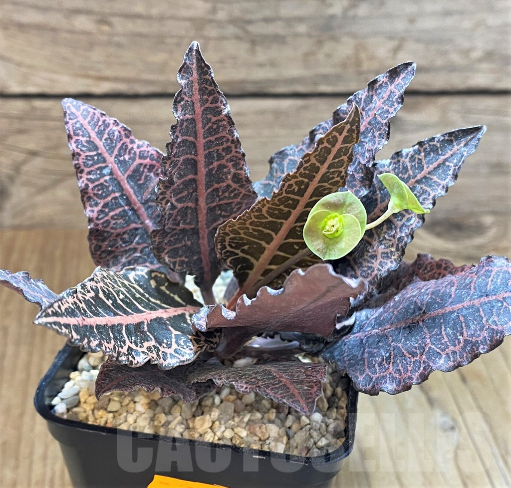 SH1562 Euphorbia francoisii hybrid - Image 2