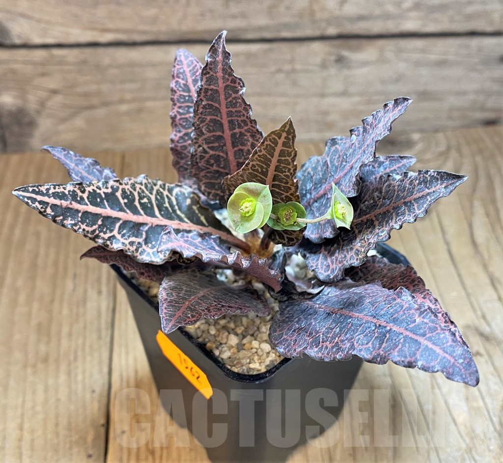 SH1562 Euphorbia francoisii hybrid