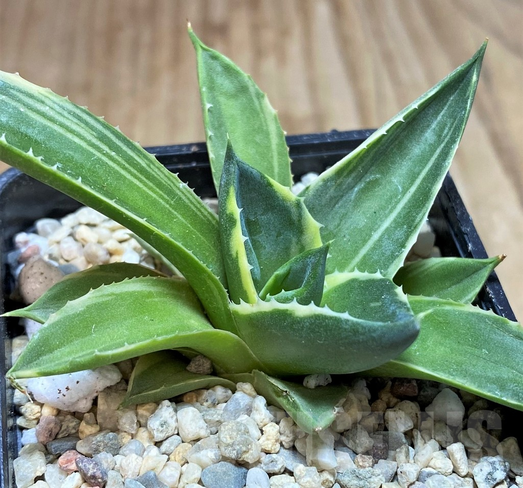 SH1494 Agave 'Pixie' f. variegata