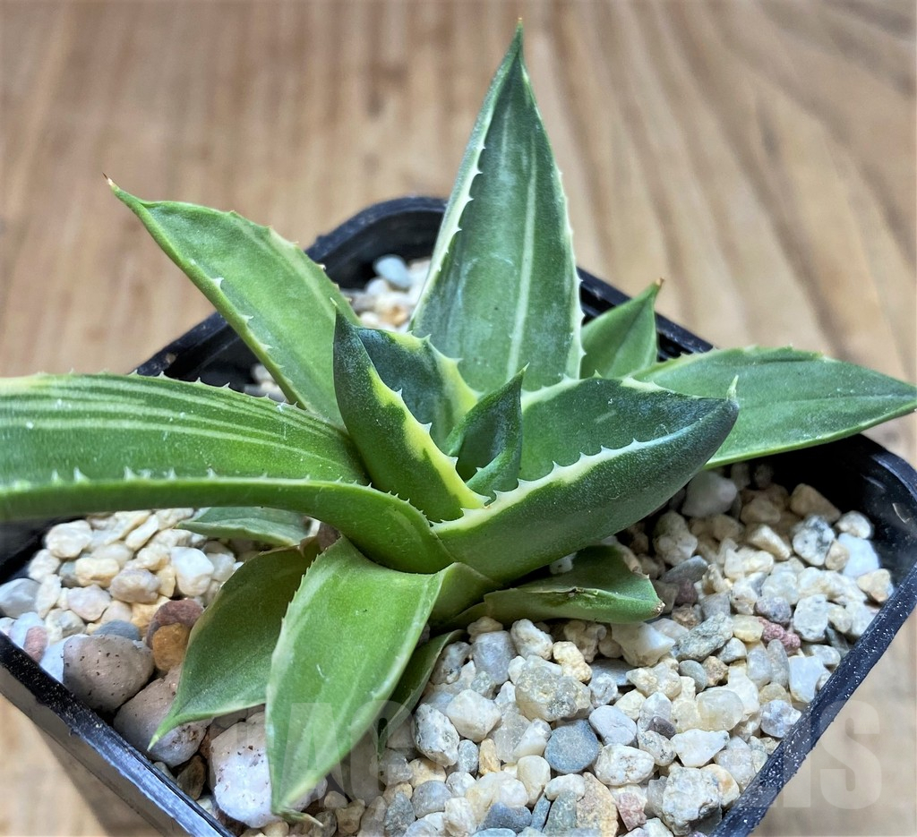 SH1494 Agave 'Pixie' f. variegata - 画像 (2)