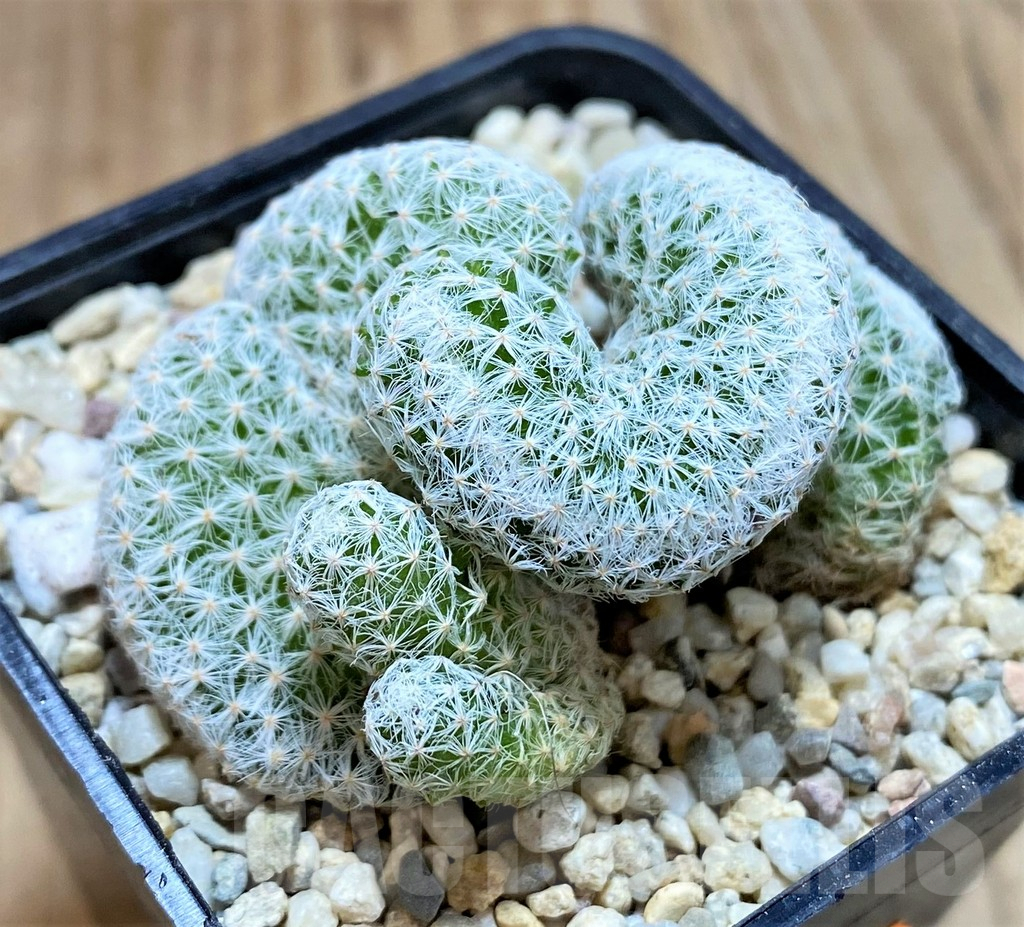 SH1490 Mammillaria humboldtii f. cristata