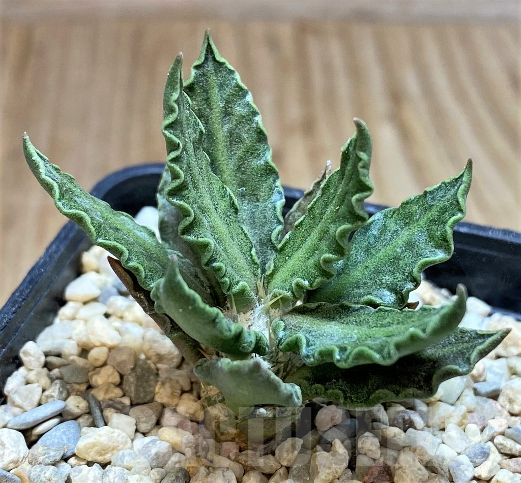 SH1496 Euphorbia tulearensis - Image 2