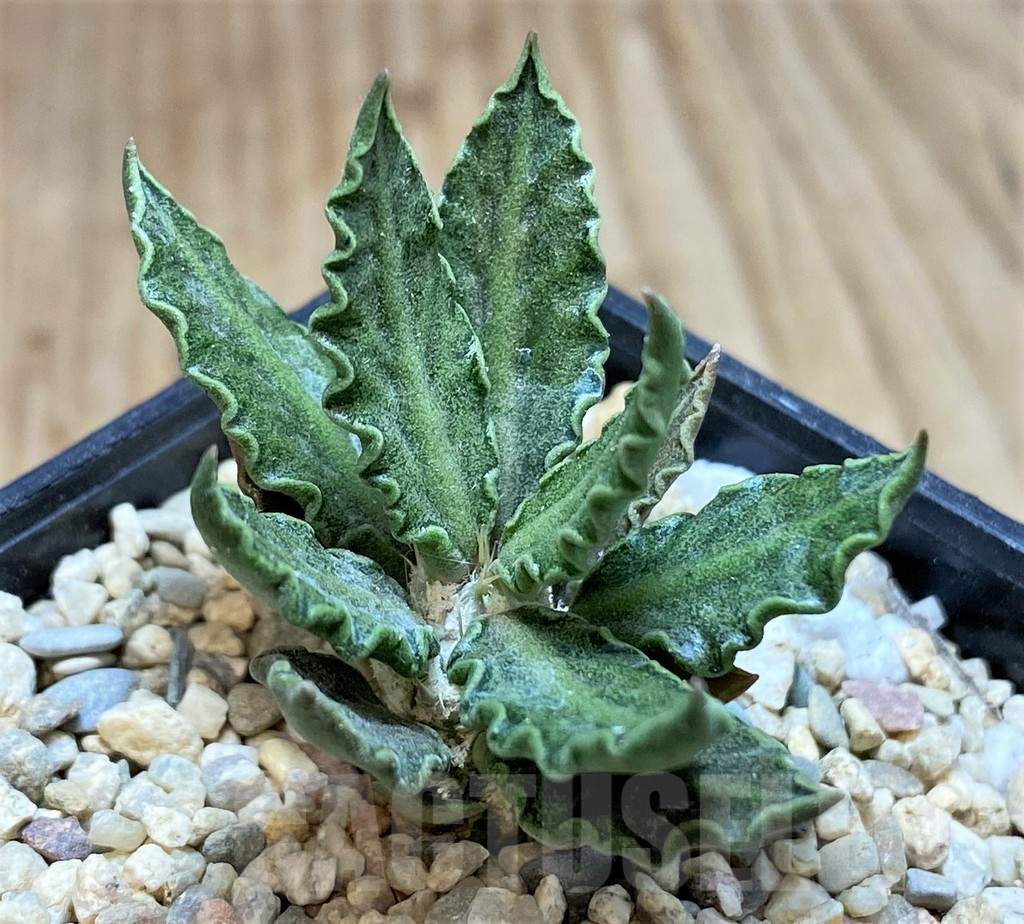 SH1496 Euphorbia tulearensis