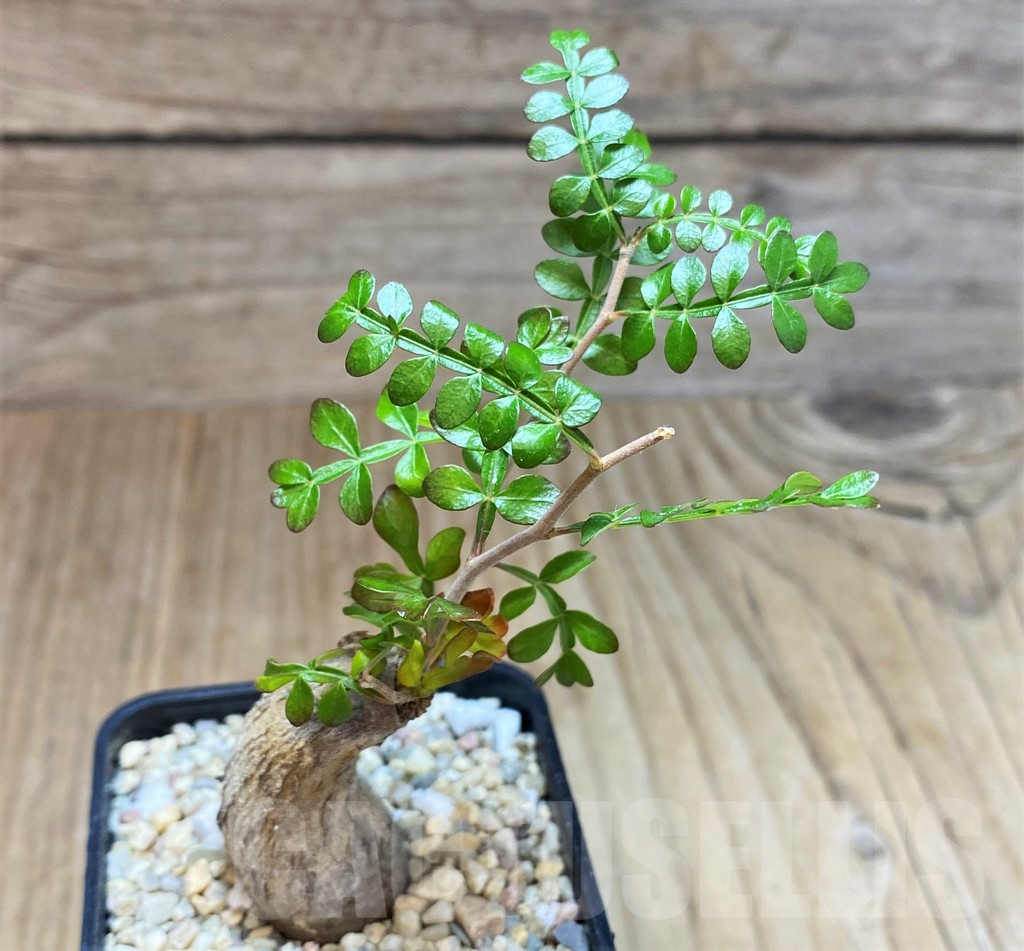 SH1497 Operculicarya pachypus