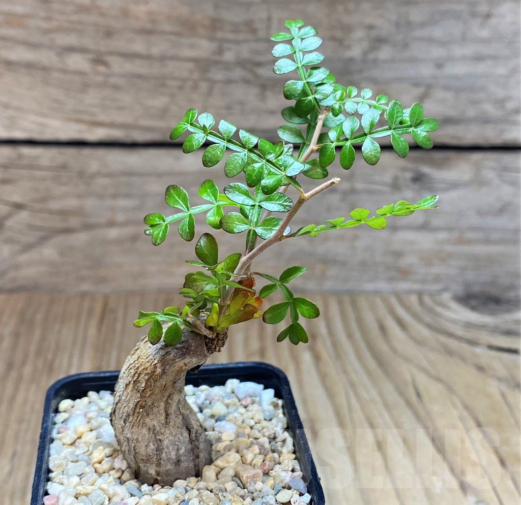 SH1497 Operculicarya pachypus - Image 2