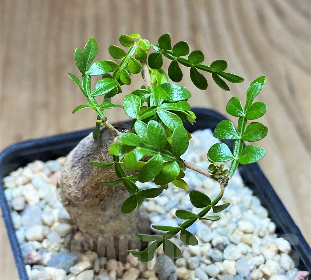 SH1498 Operculicarya pachypus