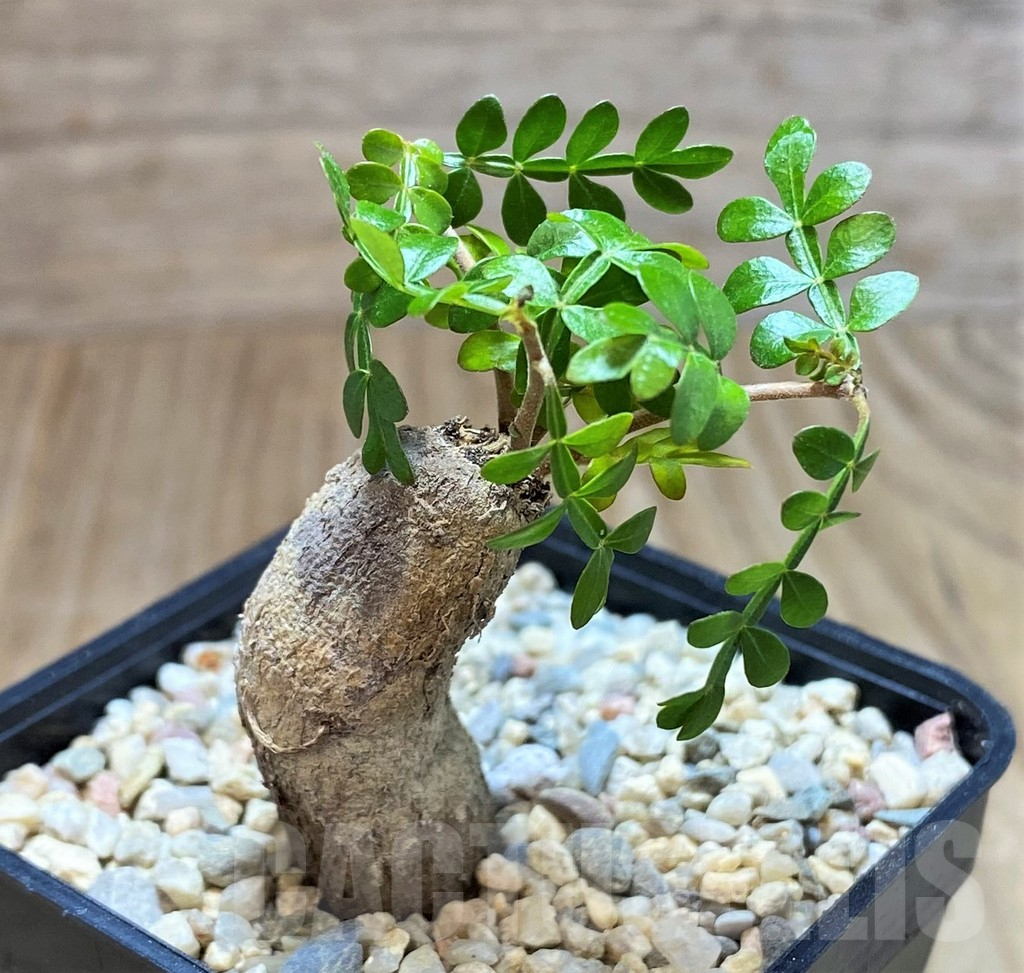 SH1498 Operculicarya pachypus - Зображення 2