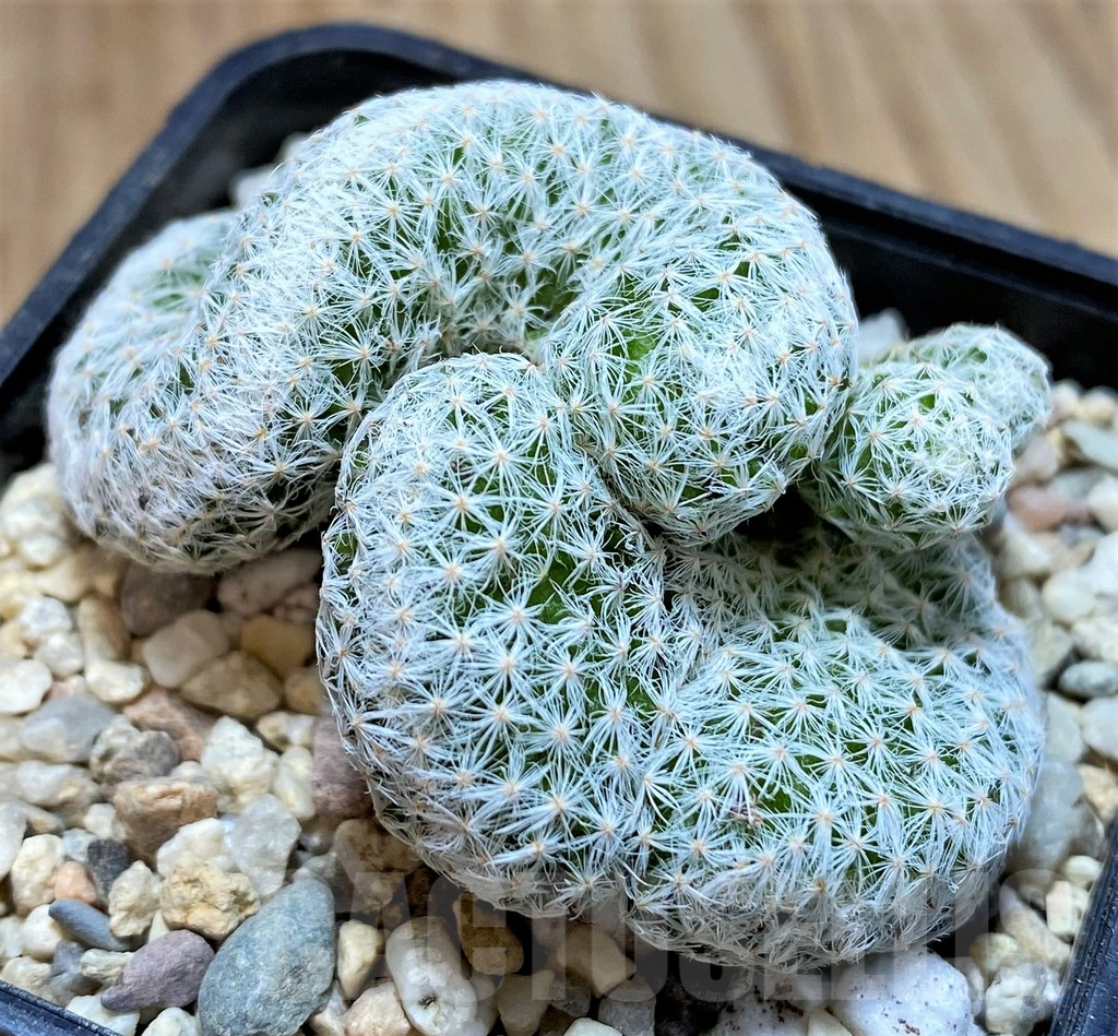 SH1490 Mammillaria humboldtii f. cristata - Зображення 2