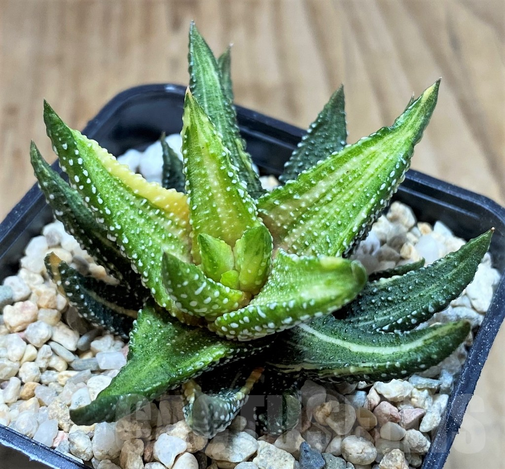 SH1500 Haworthia attenuata 'Enon' f. variegata - Зображення 2