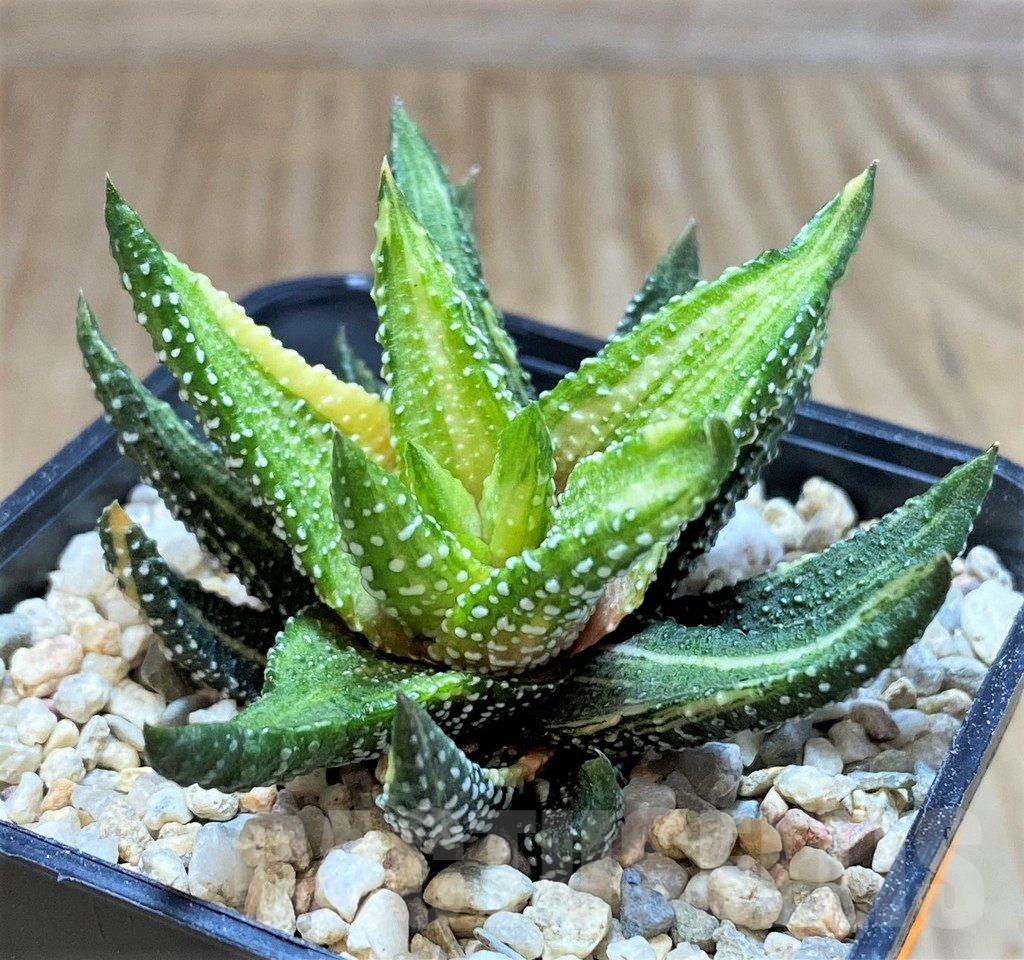 SH1500 Haworthia attenuata 'Enon' f. variegata