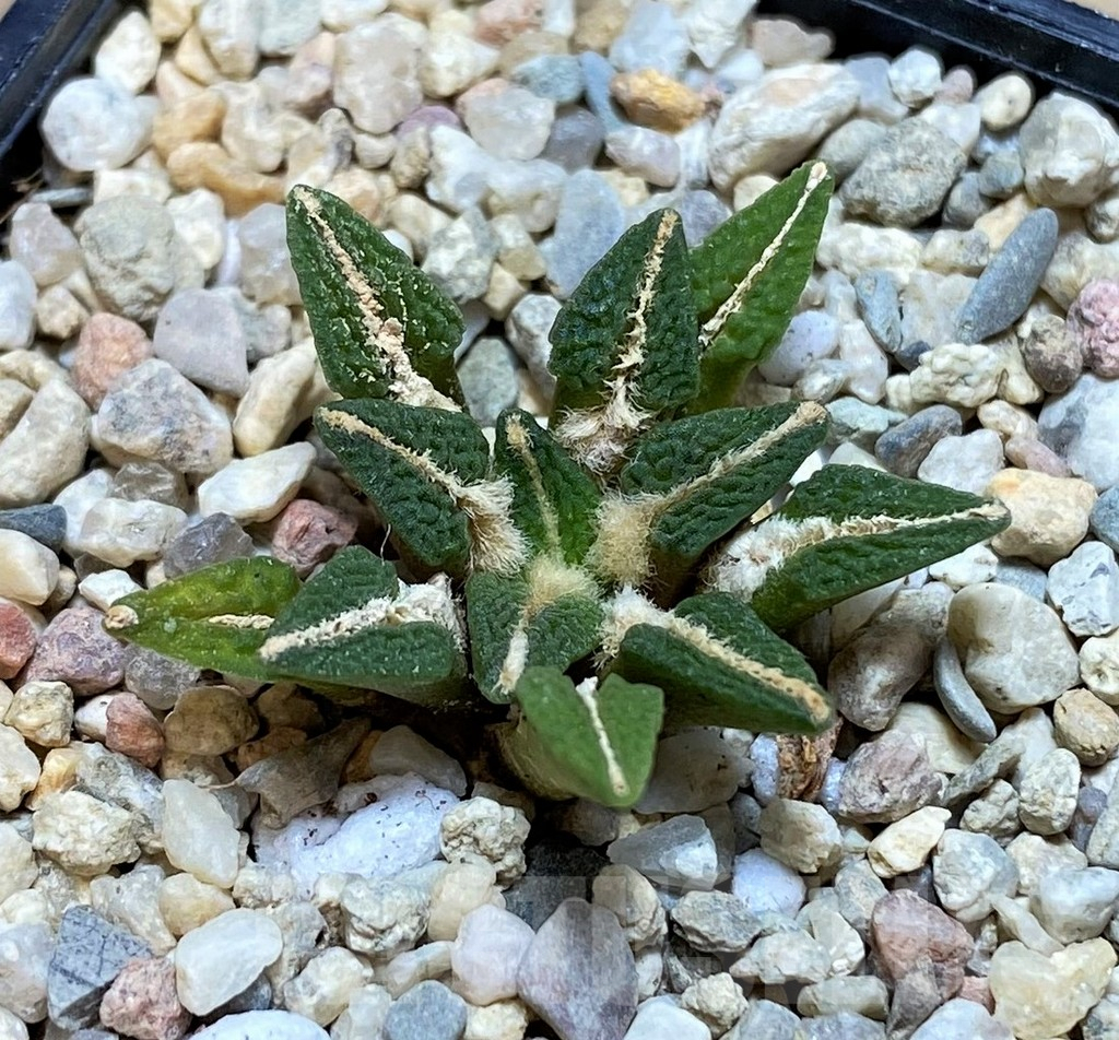 SH1502 Ariocarpus kotschoubeyanus