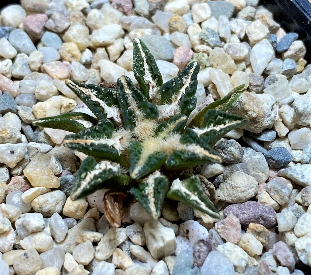 SH1503 Ariocarpus kotschoubeyanus