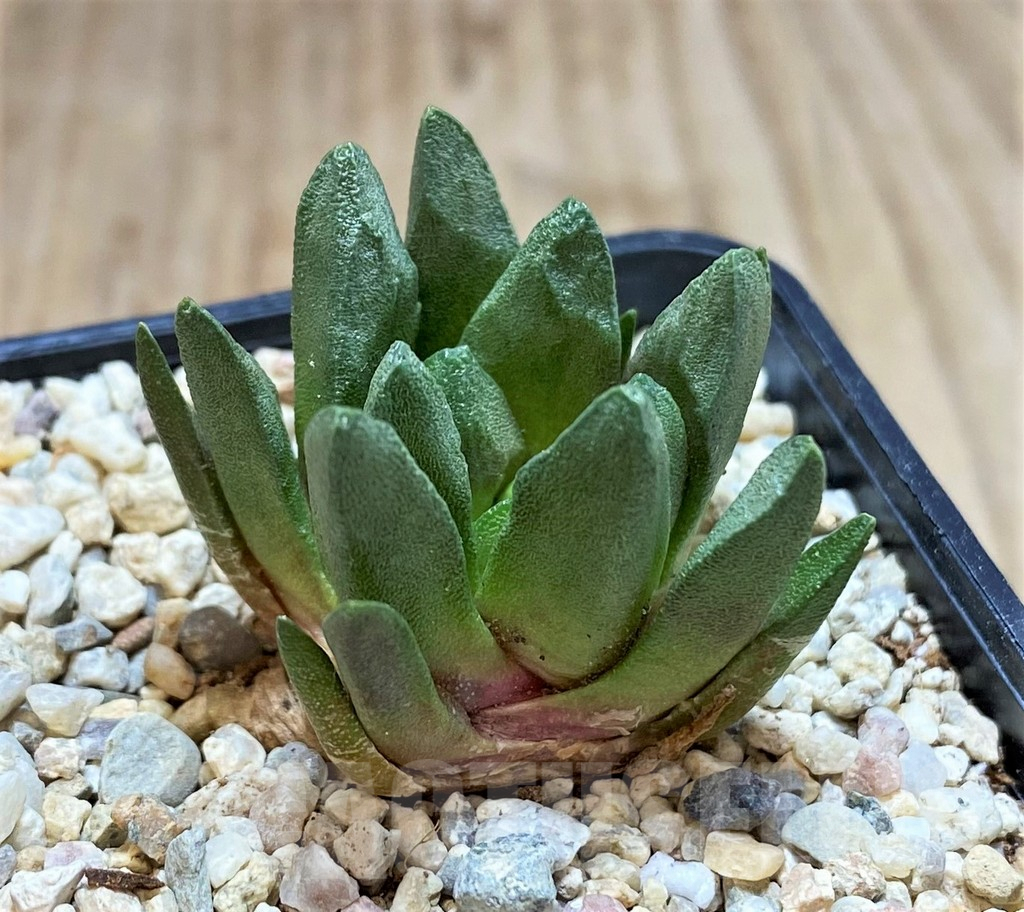 SH1504 Ariocarpus scapharostrus - 画像 (2)