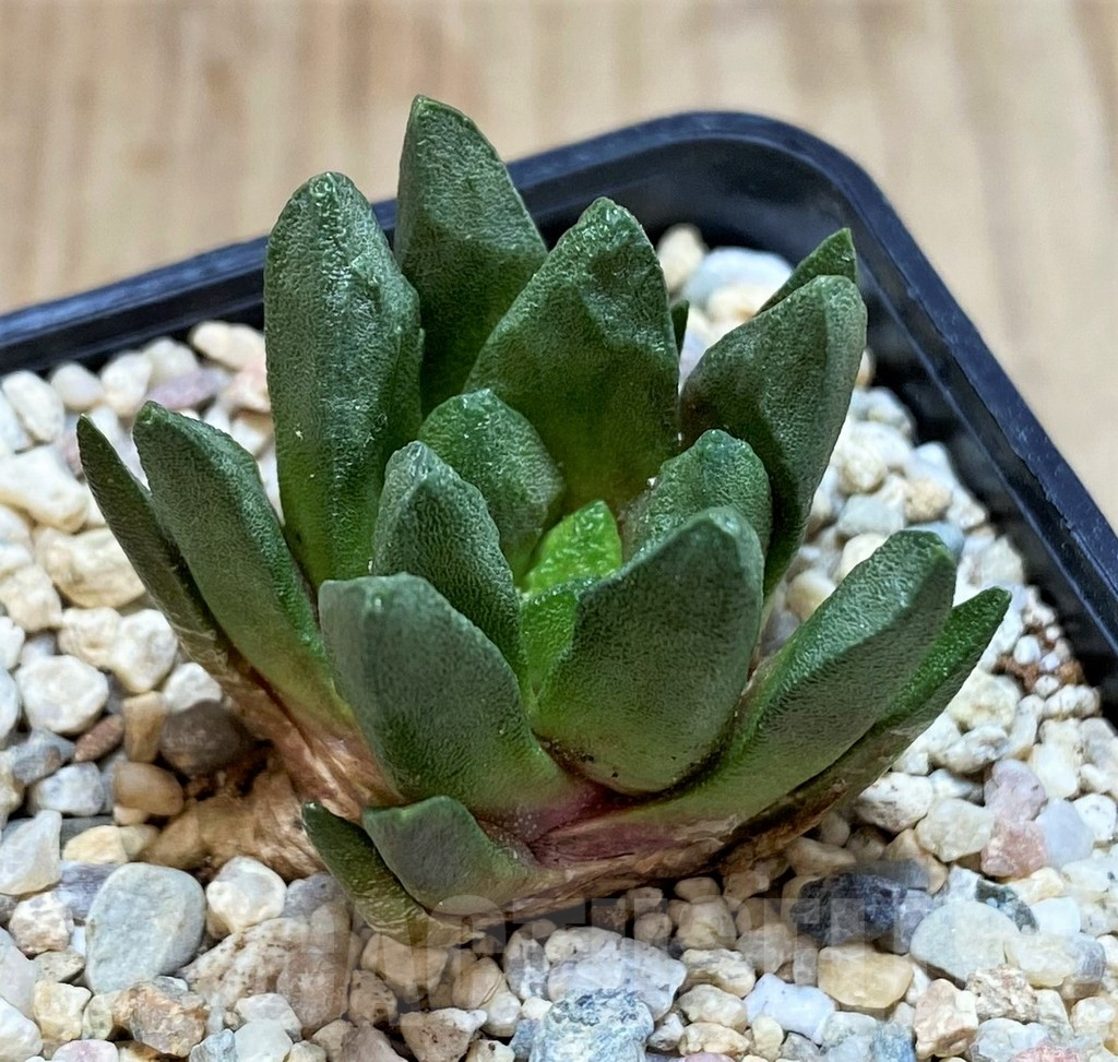 SH1504 Ariocarpus scapharostrus