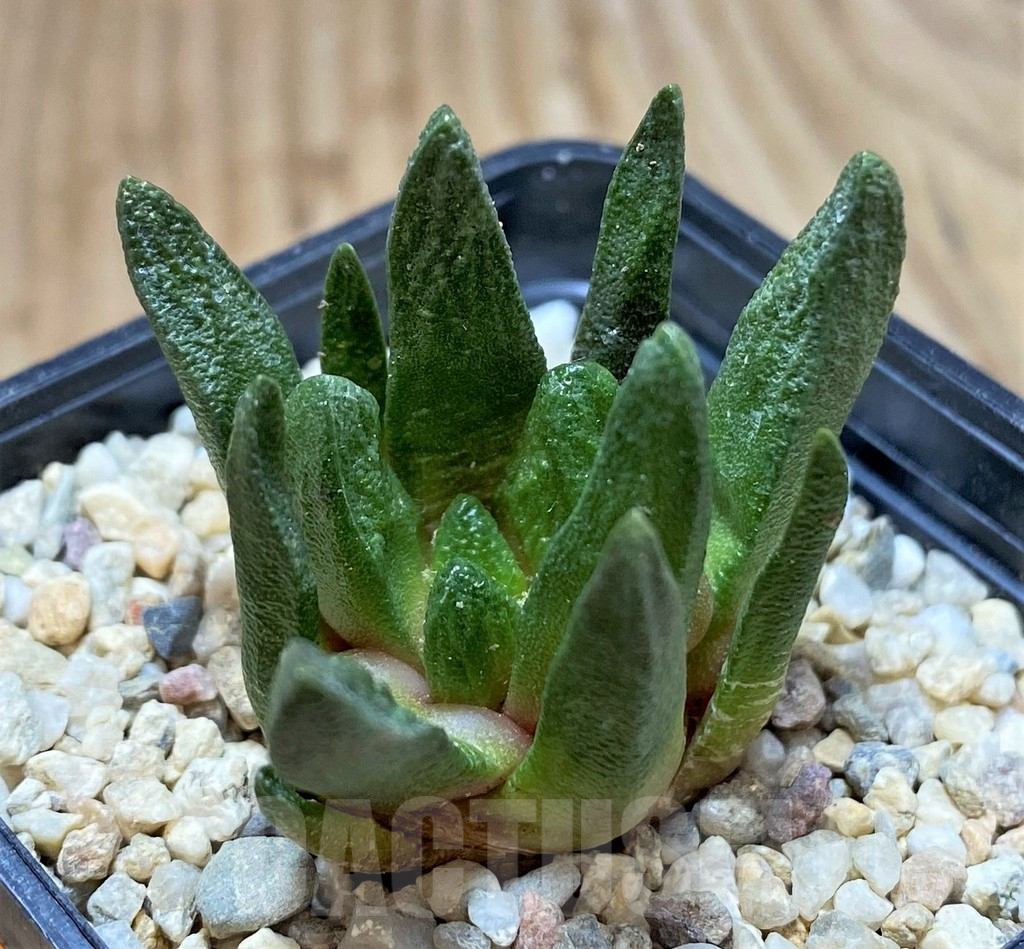 SH1505 Ariocarpus scapharostrus - immagine 2