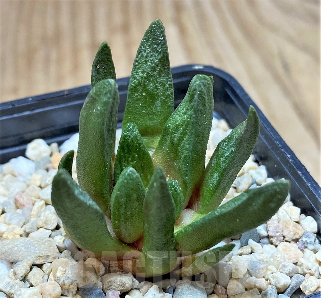 SH1505 Ariocarpus scapharostrus