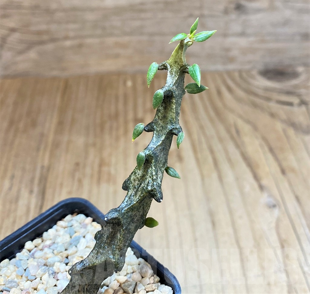 SH1506 Ceropegia bosseri