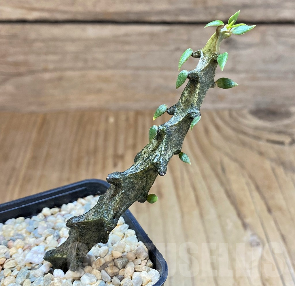 SH1506 Ceropegia bosseri - Image 2